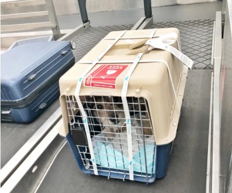 长宁宠物托运 宠物托运公司 机场宠物托运 宠物空运